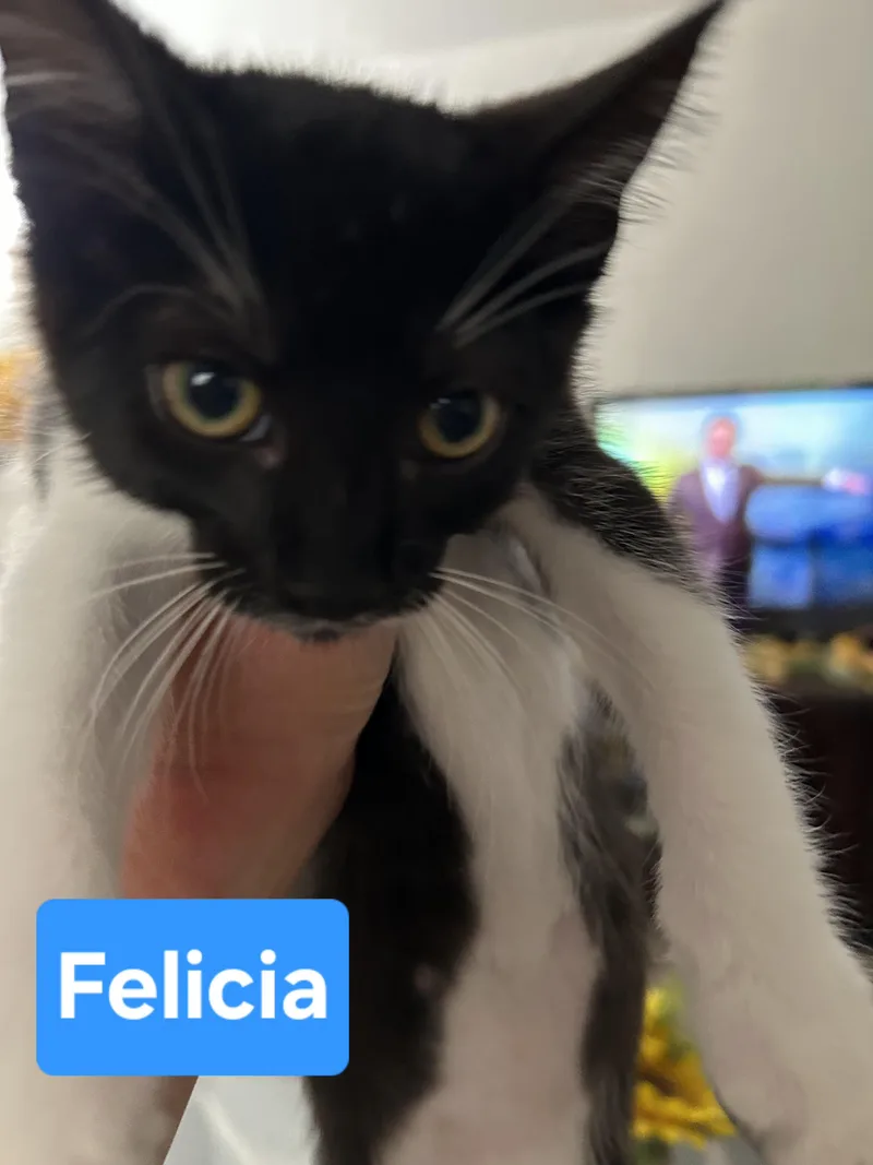 A baby medium-sized female Black & White / Tuxedo Domestic Short Hair cat named Felicia for adoption in Fullerton, CA