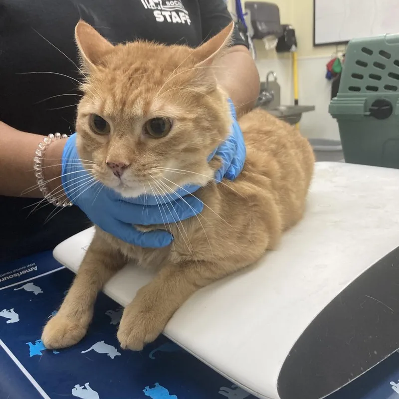 An adult large-sized male Orange / Red Domestic Short Hair cat named Bean for adoption in Galveston, TX