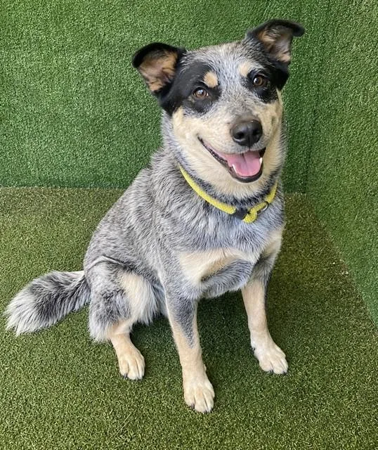 A young medium-sized female Australian Cattle Dog / Blue Heeler dog named Aurora for adoption in Lancaster, CA