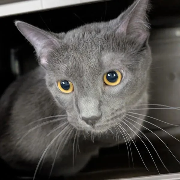 A young small-sized male Domestic Short Hair cat named Robby for adoption in Des Moines, IA