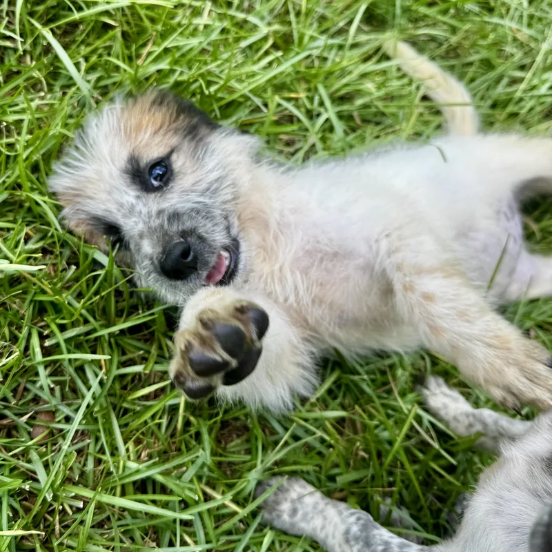 A baby medium-sized female White / Cream Australian Cattle Dog / Blue Heeler dog named Bunny for adoption in Longview, TX