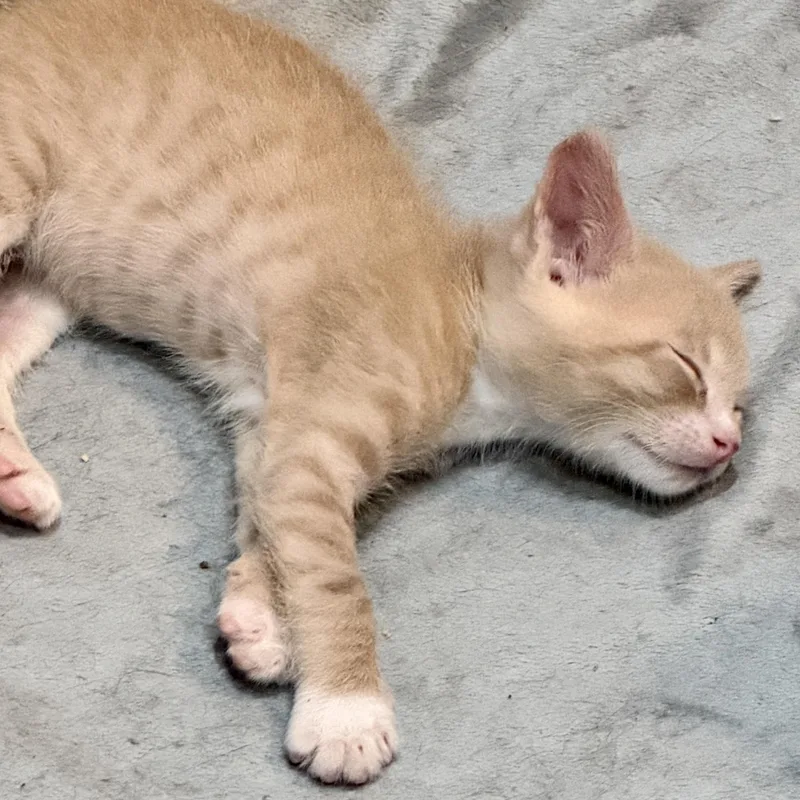 A baby medium-sized male Tabby (Orange / Red) Domestic Medium Hair cat named Ozzy for adoption in Liverpool, TX