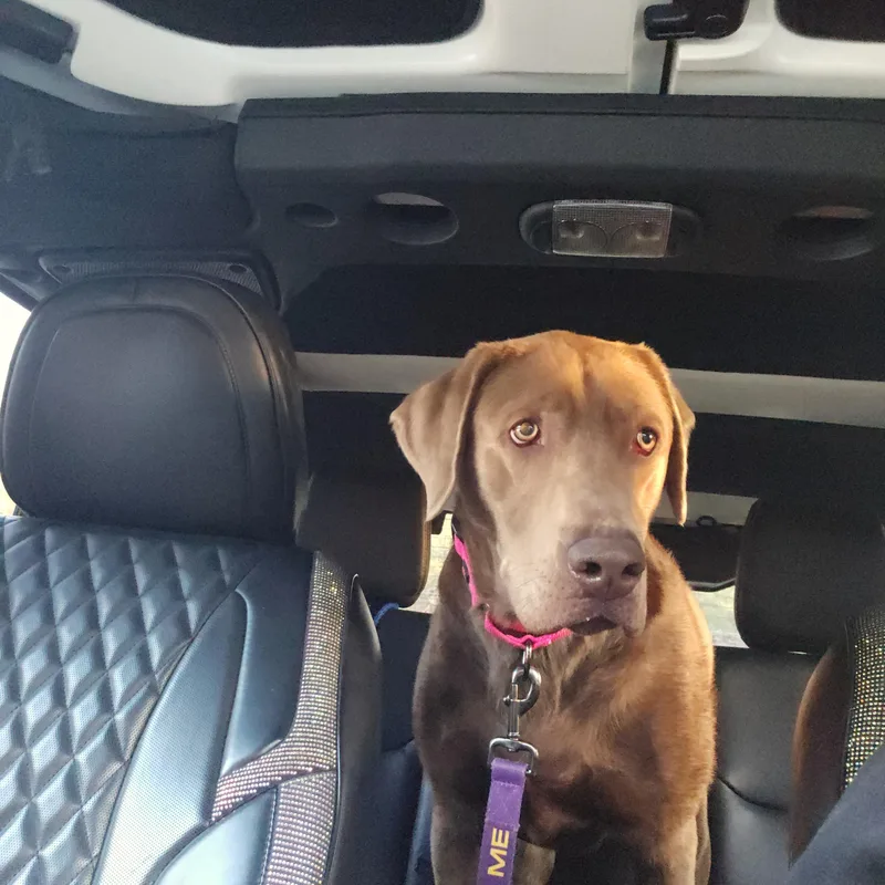 Lucy Springfield thumbnail 2