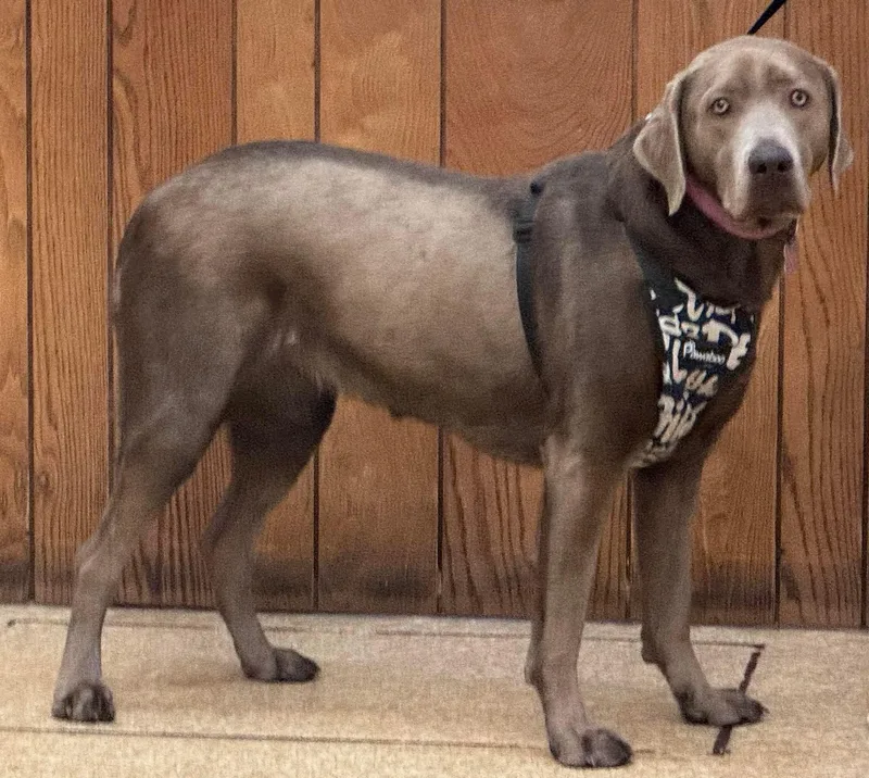 Lucy Springfield thumbnail 3