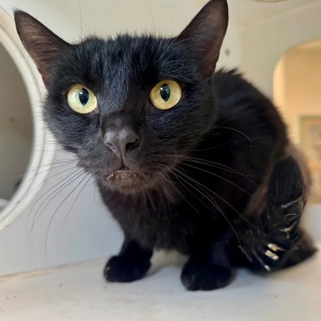 A young small-sized female Domestic Short Hair cat named Carrie for adoption in Riverside, CA