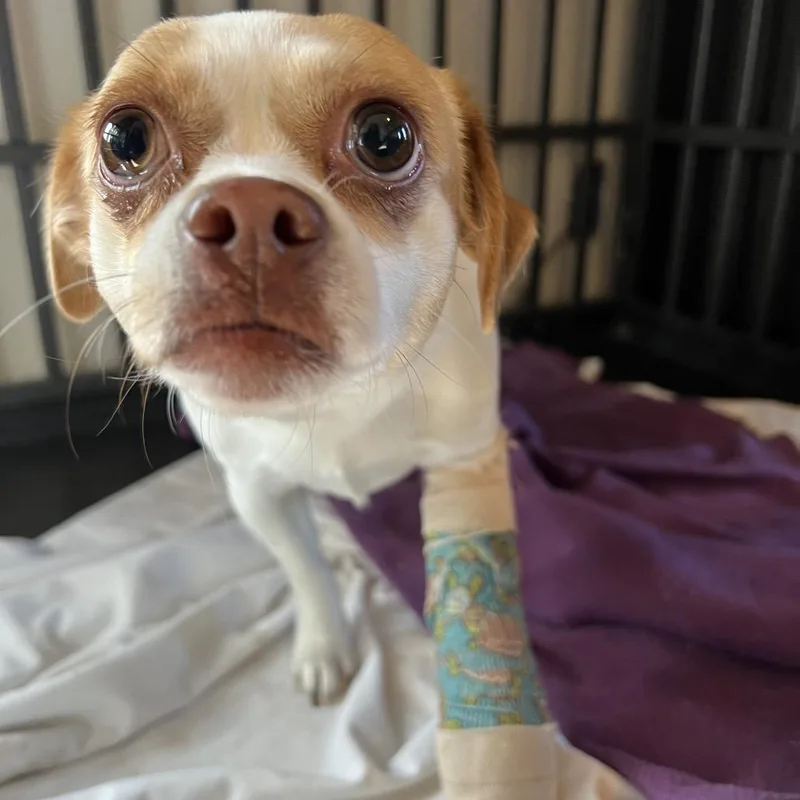 An adult small-sized female Yellow / Tan / Blond / Fawn Mixed Breed dog named Poppy for adoption in Moab, UT