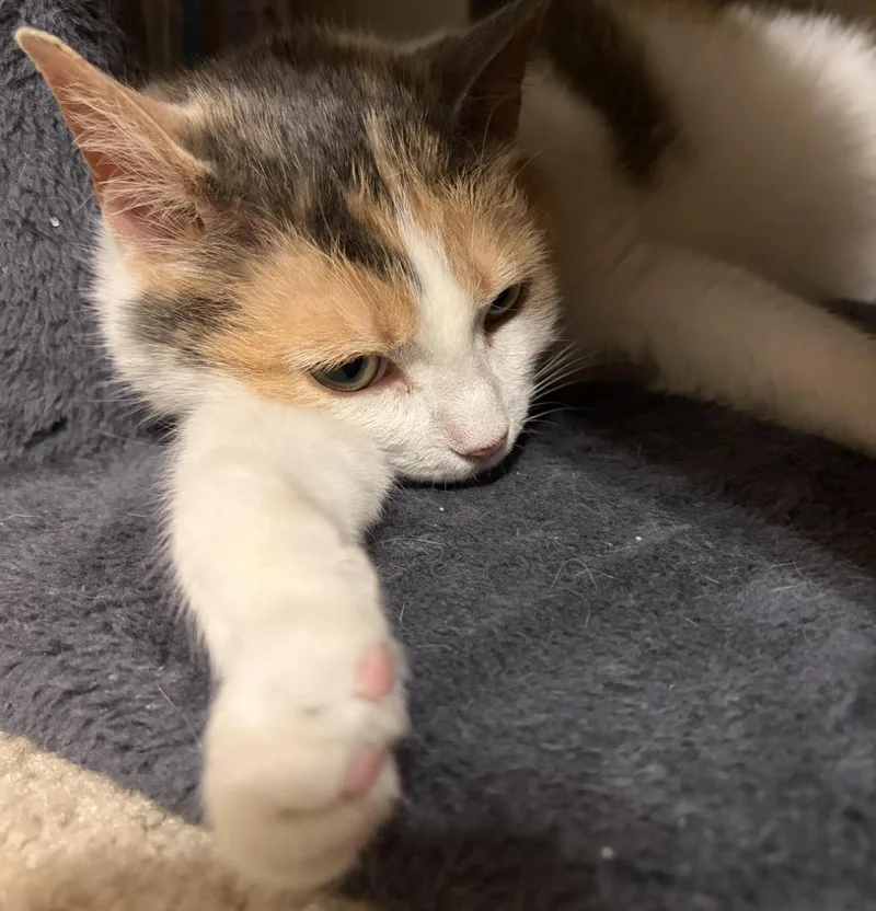 A young medium-sized female Torbie Domestic Short Hair cat named Marigold for adoption in Cincinnati, OH
