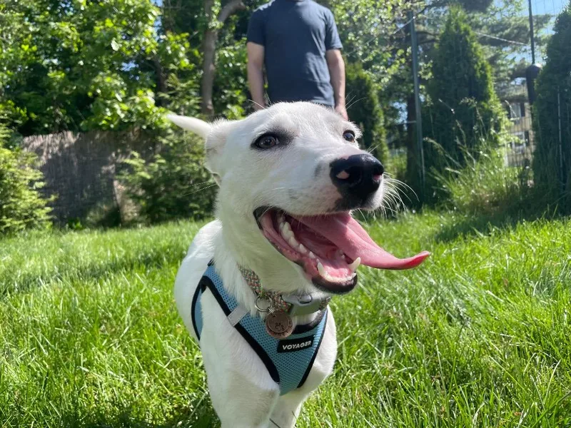A young small-sized female Labrador Retriever dog named Penney for adoption in Princeton, MA