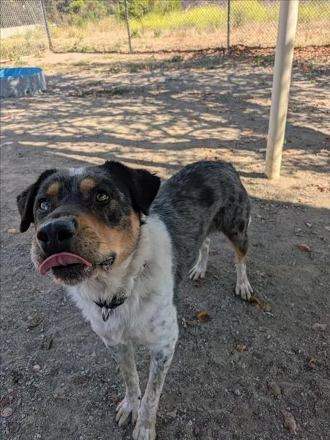 An adult large-sized male Australian Shepherd dog named Jordan for adoption in Santa Barbara, CA