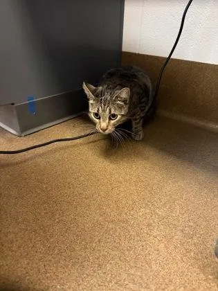 An adult small-sized female Buff / Tan / Fawn Domestic Short Hair cat named Choco for adoption in Wichita, KS