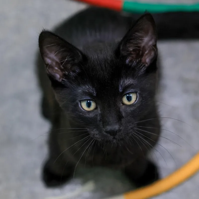 A baby small-sized male Black Domestic Short Hair cat named Louie for adoption in Los Angeles, CA