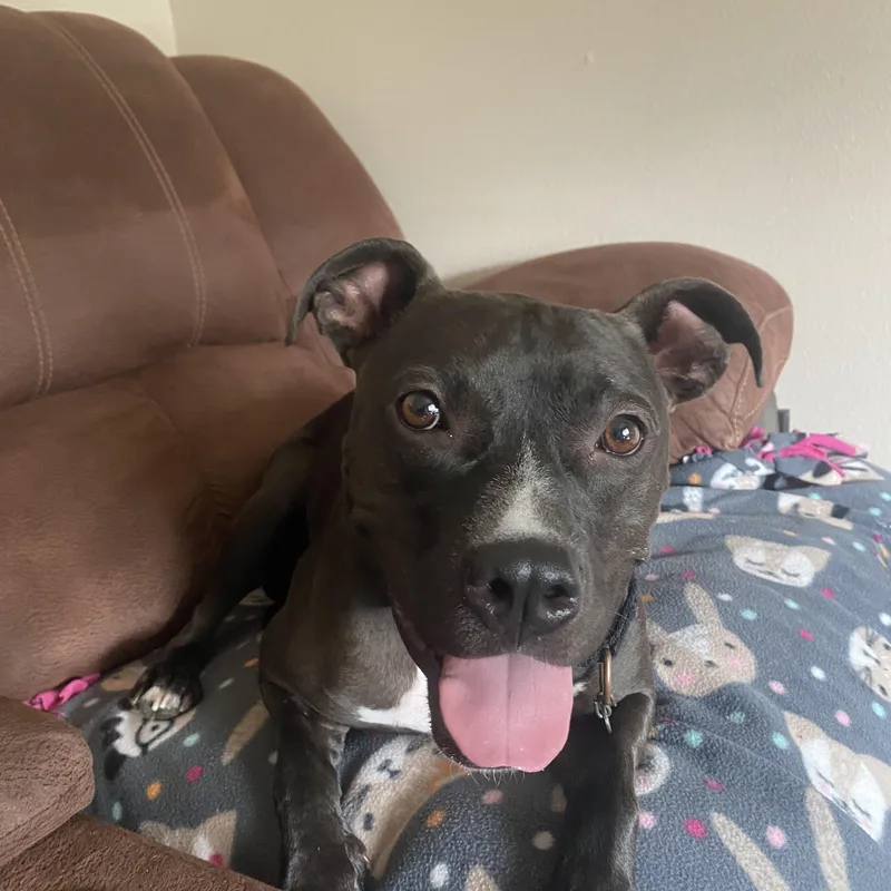 A young medium-sized female Black Pit Bull Terrier dog named Miley Cl for adoption in Kansas City, MO