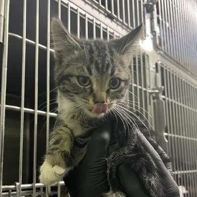 A baby small-sized female Domestic Medium Hair cat named Psl for adoption in Murray, UT