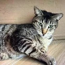 An adult medium-sized female Brown / Chocolate Domestic Short Hair cat named Tabs for adoption in Boston, MA