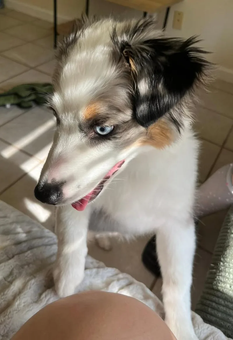 Sassy Sue thumbnail 2