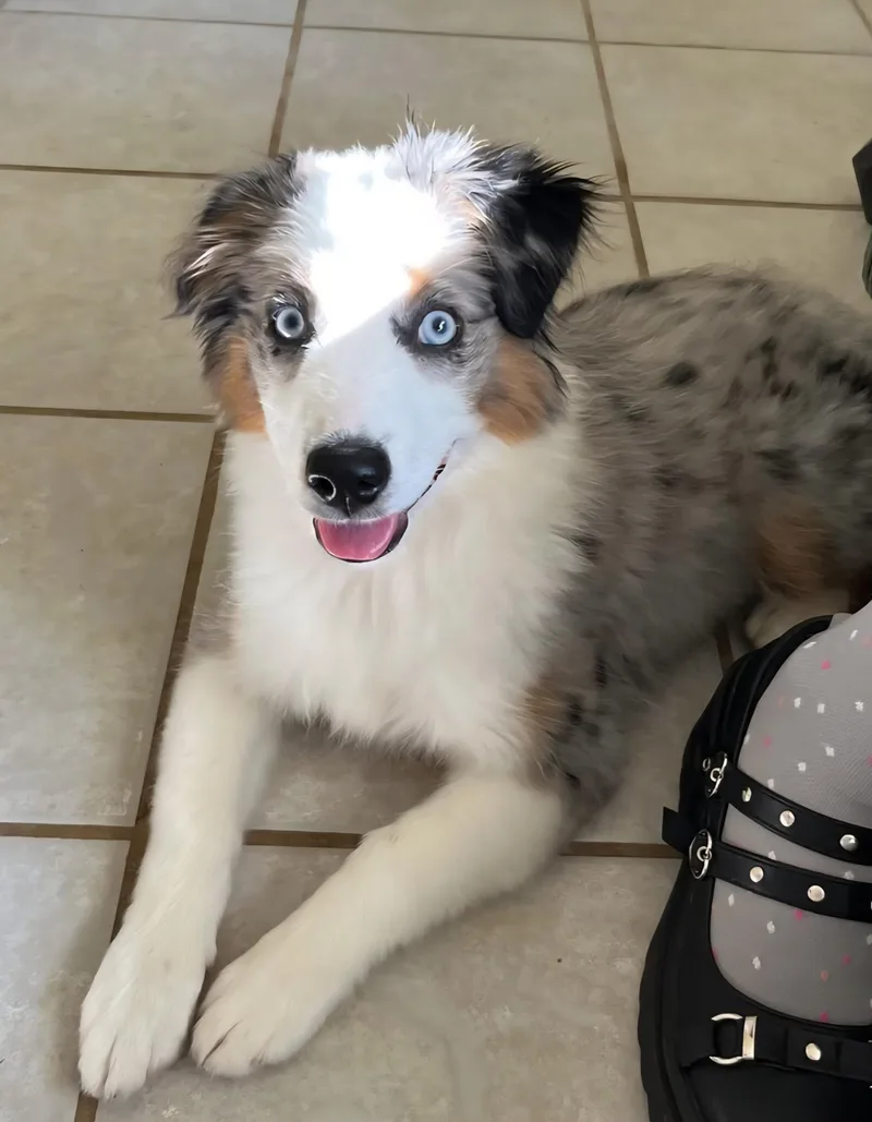 Sassy Sue thumbnail 3