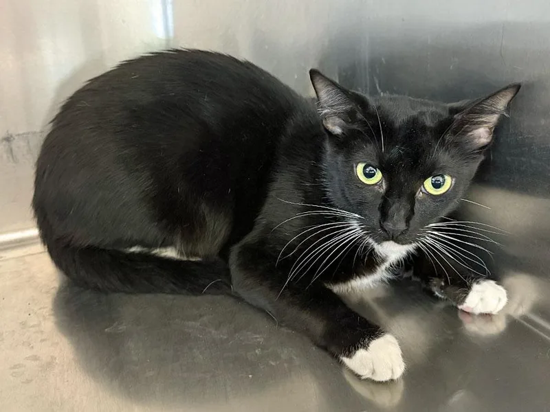 An adult medium-sized female Black & White / Tuxedo Domestic Short Hair cat named Ida for adoption in East Falmouth, MA