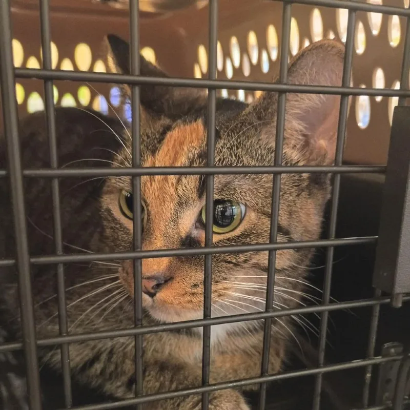 An adult medium-sized female Gray / Blue / Silver Domestic Short Hair cat named Charmed for adoption in Lynchburg, VA