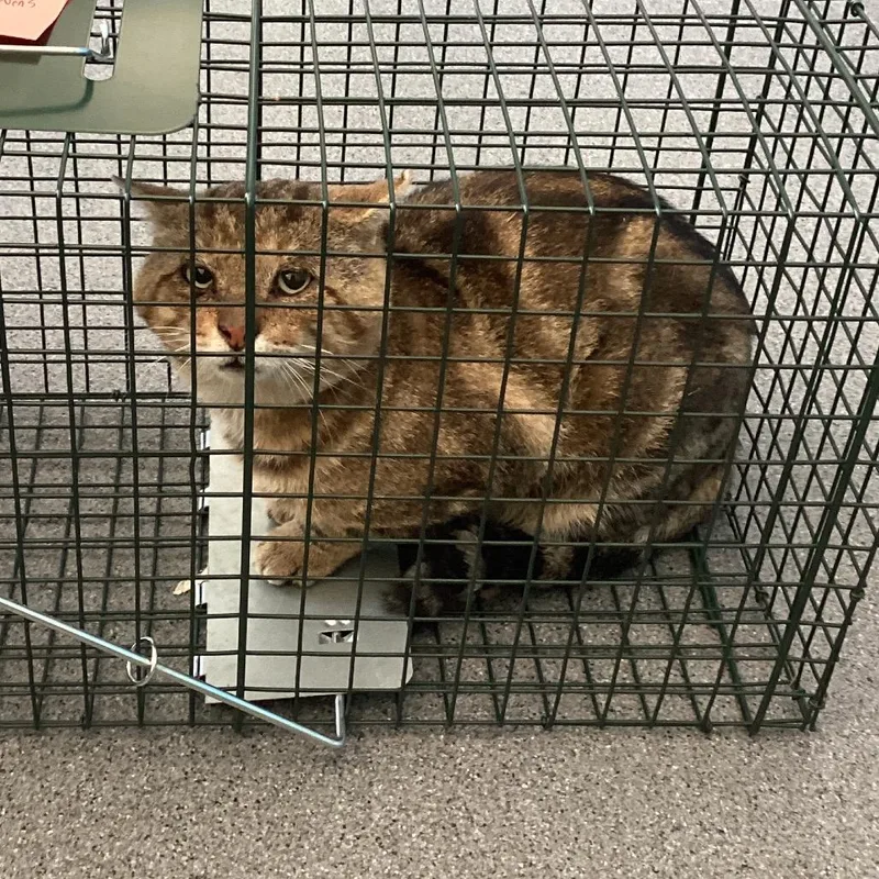 An adult small-sized male Gray / Blue / Silver Domestic Short Hair cat named Stevens for adoption in Montgomery, AL