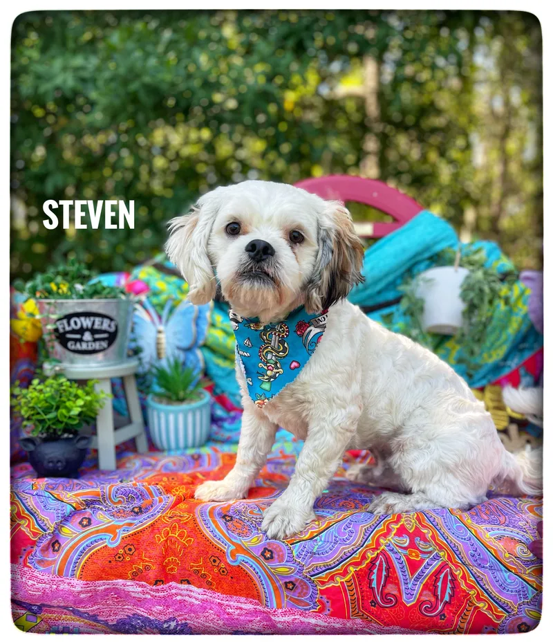 An adult small-sized male Shih Tzu dog named Steven for adoption in Sebring, FL