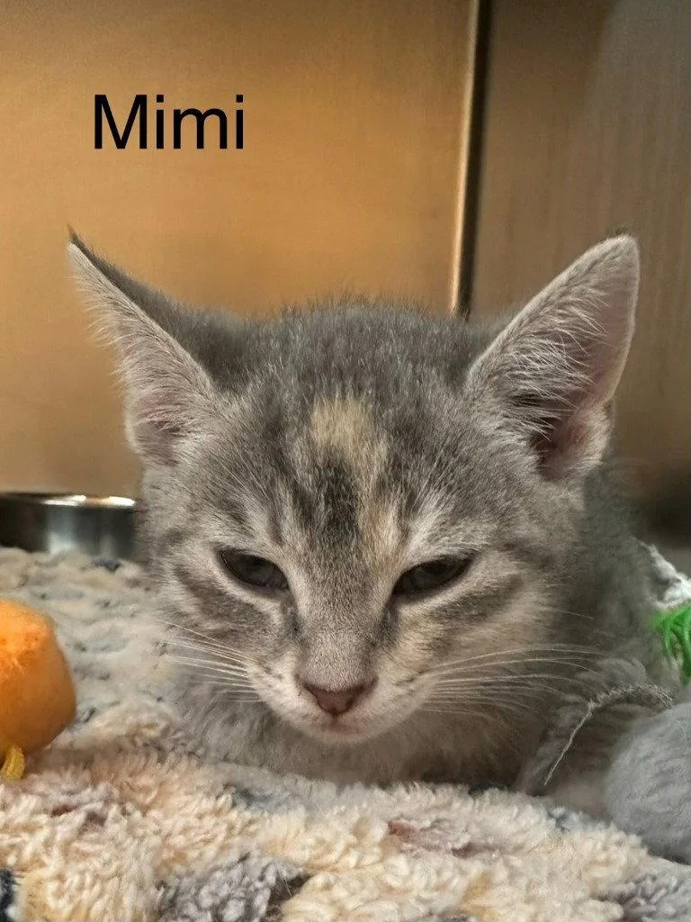 Mimi