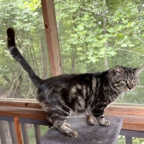 An adult large-sized male Brown / Chocolate Tabby cat named Kingpin for adoption in Knoxville, TN