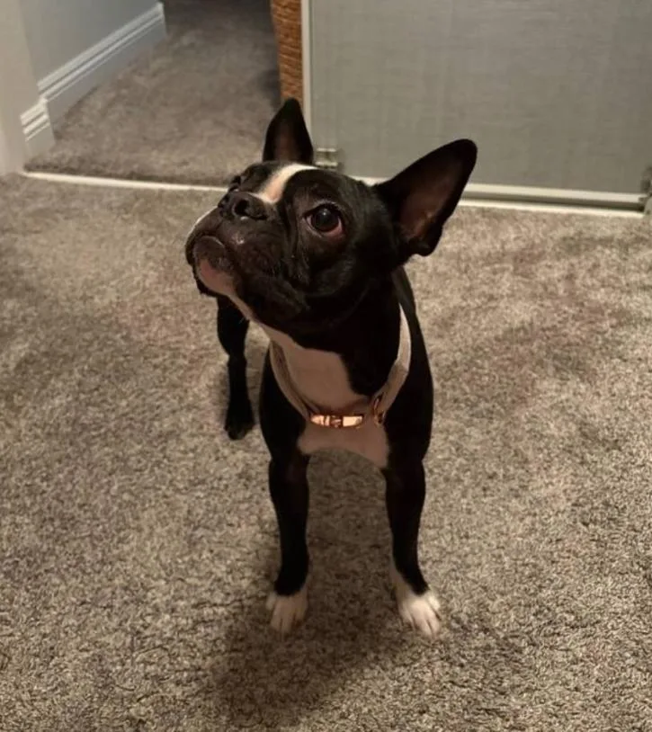 A young small-sized female Black Boston Terrier dog named Vienna  Phoenix Area for adoption in Portland, OR