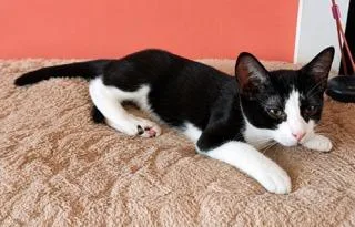 A baby medium-sized male Domestic Short Hair cat named Oreo for adoption in Marianna, FL