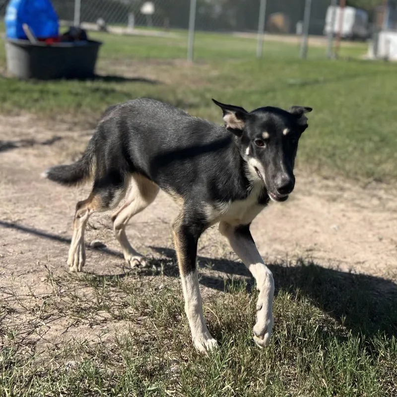 Brainy Smurf thumbnail 2