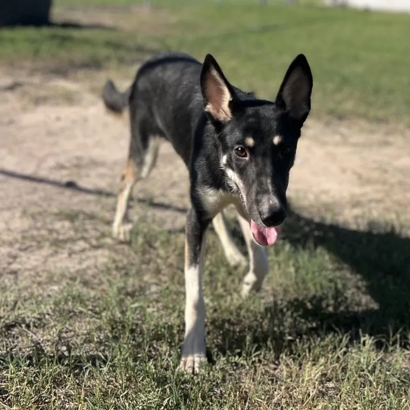 Brainy Smurf thumbnail 3