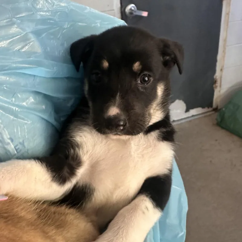 Brainy Smurf thumbnail 4