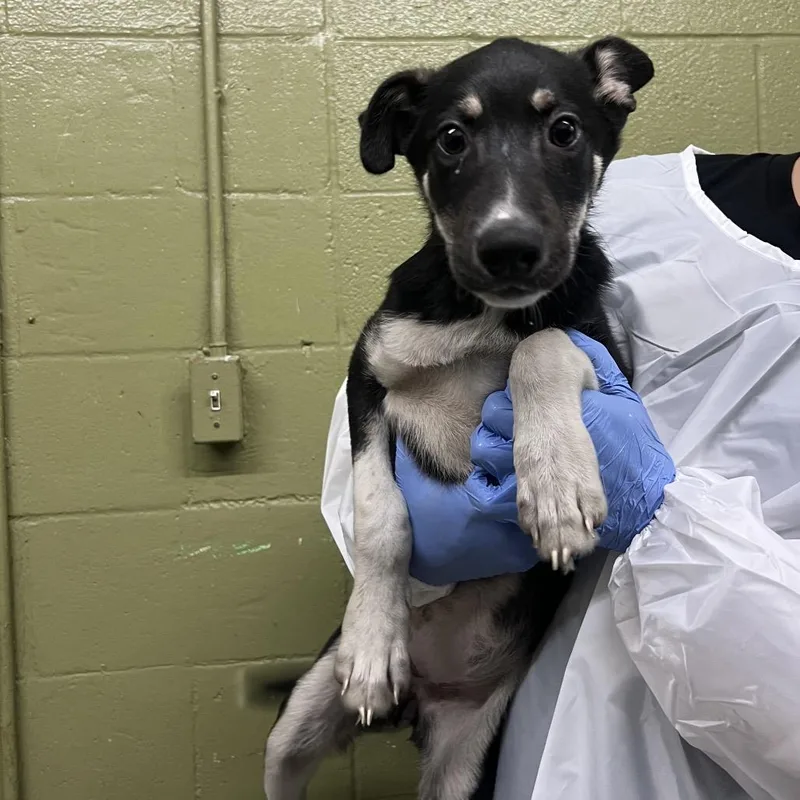 Brainy Smurf thumbnail 5