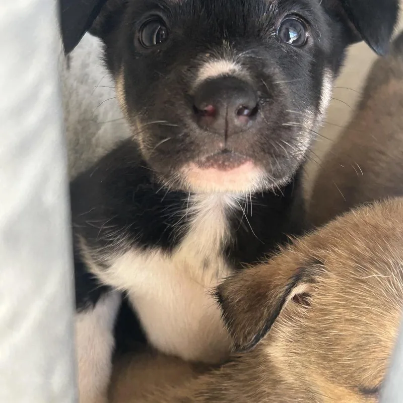 Brainy Smurf thumbnail 6