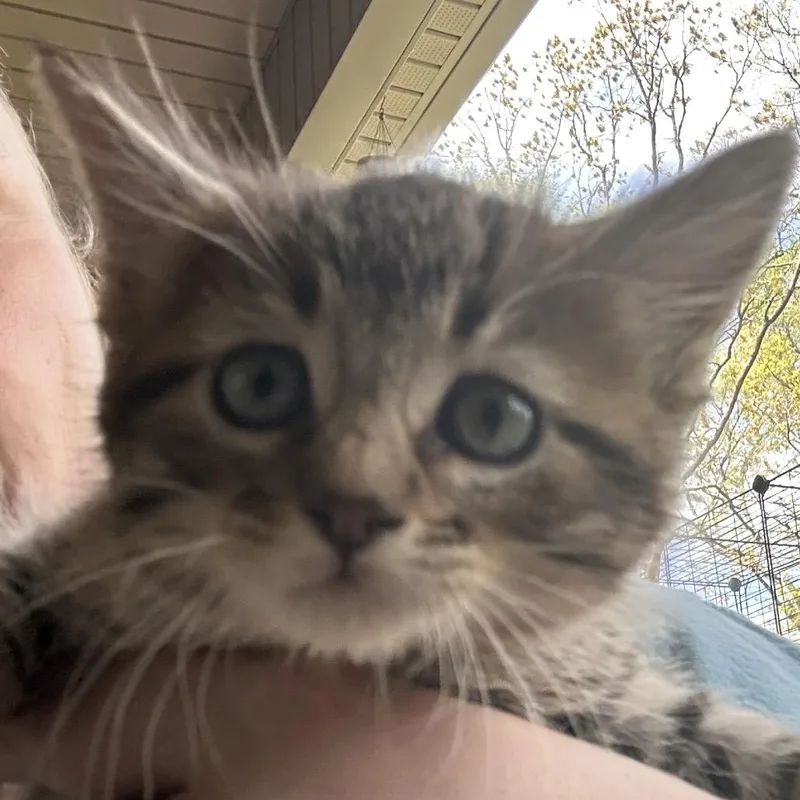 A young small-sized male Domestic Medium Hair cat named Chris for adoption in mount vernon, AR