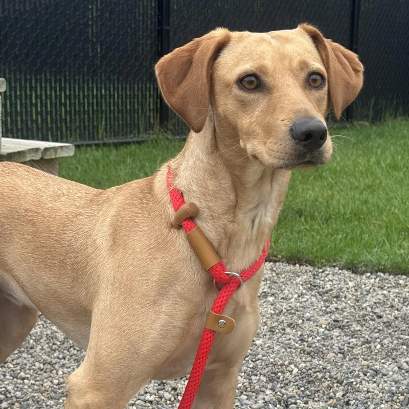An adult medium-sized female Labrador Retriever dog named Liberty for adoption in Fort Wayne, IN