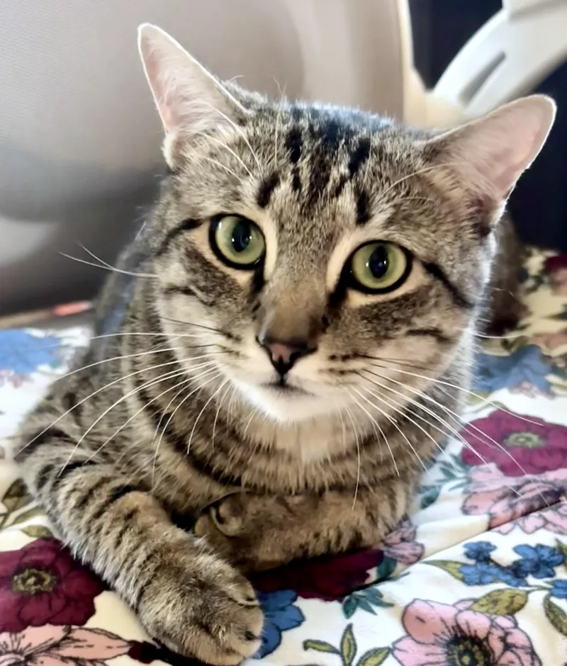 An adult medium-sized male Tabby cat named Freya & Boss for adoption in Prescott, AZ