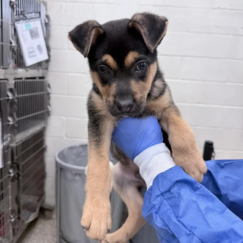 A baby small-sized male Black Mixed Breed dog named Neil for adoption in Auburn, AL