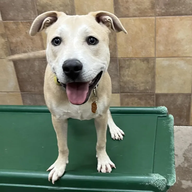 A young medium-sized male Yellow / Tan / Blond / Fawn Labrador Retriever dog named Blue for adoption in Las Vegas, NV