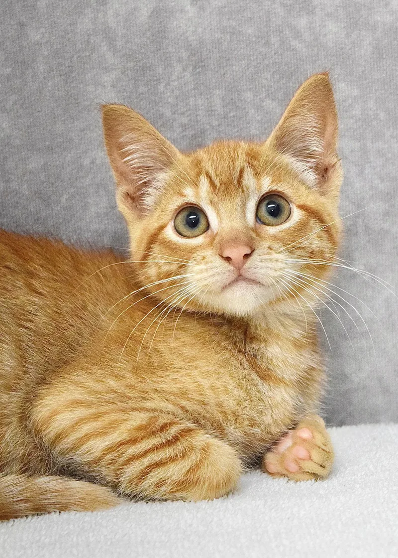 A baby medium-sized female Tabby (Orange / Red) Domestic Short Hair cat named Jelly for adoption in Dublin, CA