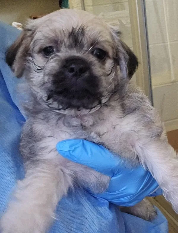 A baby small-sized male Pug dog named Flax for adoption in Kennewick, WA