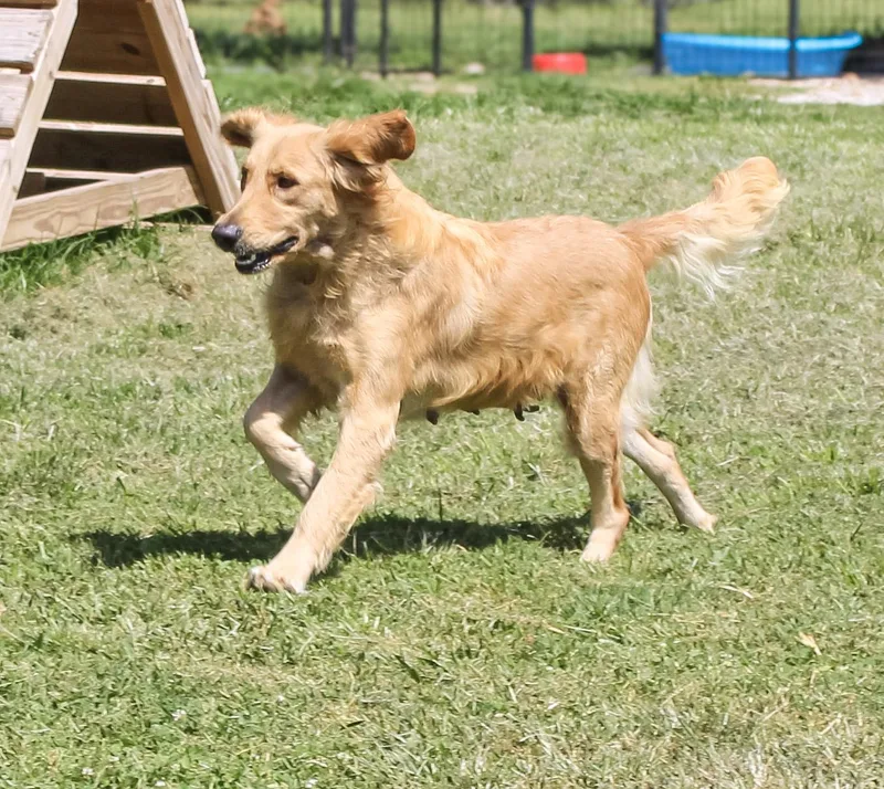 An adult large-sized female Golden Retriever dog named Millie for adoption in Neosho, MO