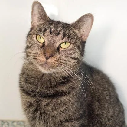 An adult medium-sized female Domestic Short Hair cat named Arabella for adoption in Verona, WI