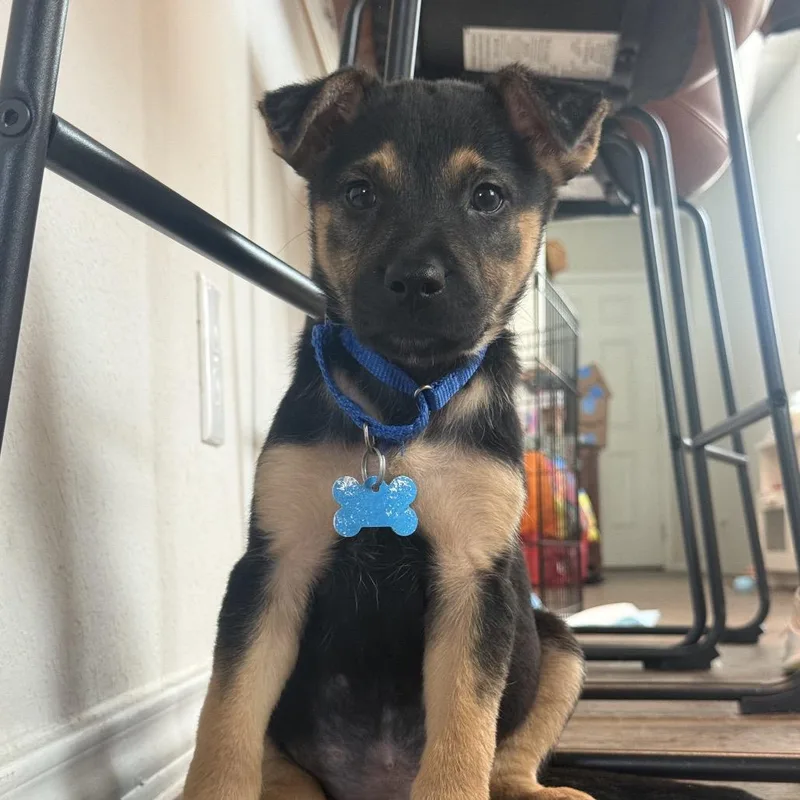 A baby small-sized male Black Catahoula Leopard Dog dog named Sage for adoption in Boerne, TX