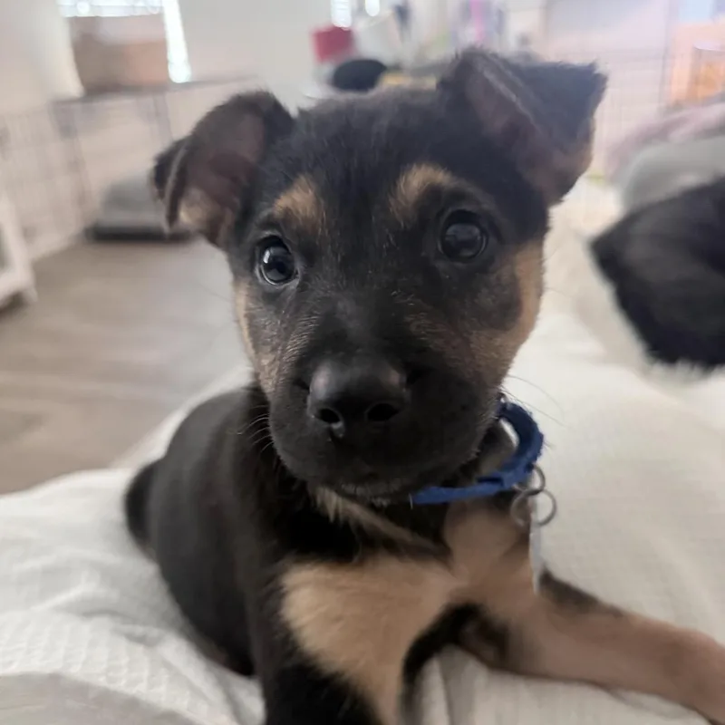 Sage thumbnail 4