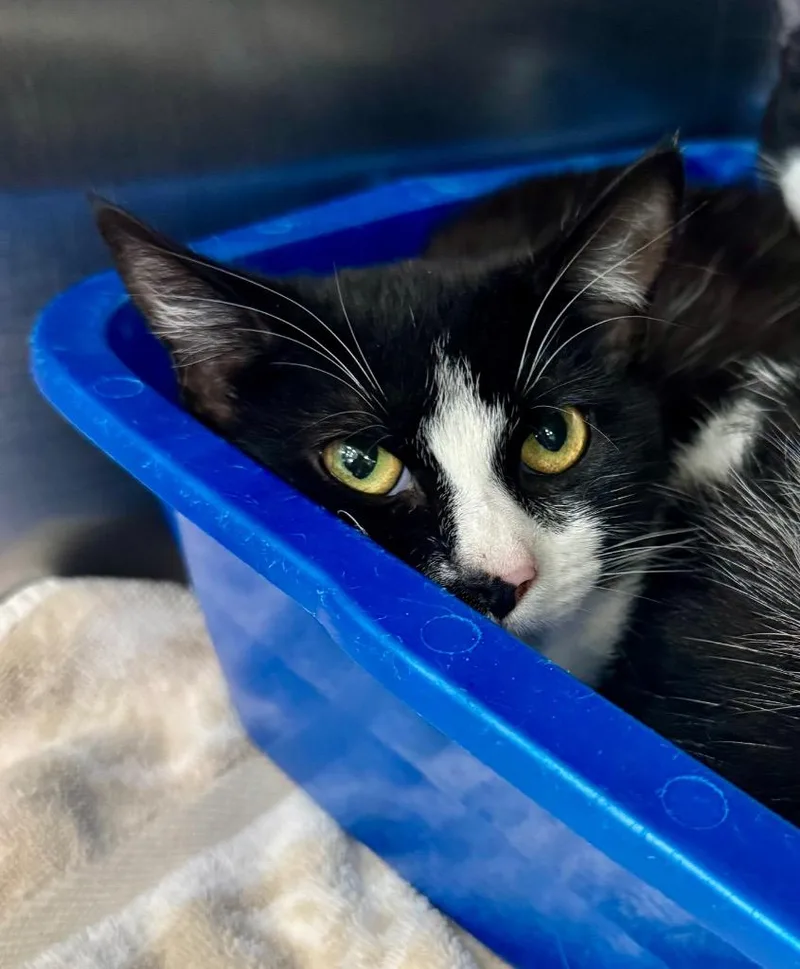 A baby medium-sized female Domestic Short Hair cat named Amelia for adoption in Danielsville, GA