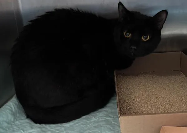 An adult large-sized male Domestic Short Hair cat named Oscar for adoption in Ridgewood, NY