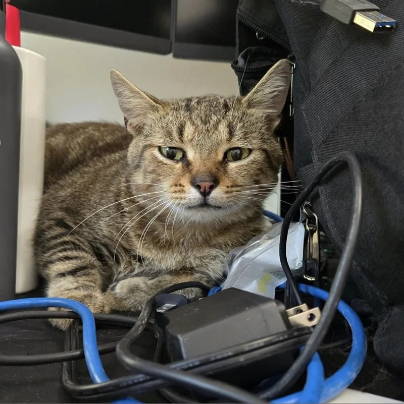 An adult small-sized male Brown / Chocolate Domestic Short Hair cat named Arthur for adoption in Reisterstown, MD