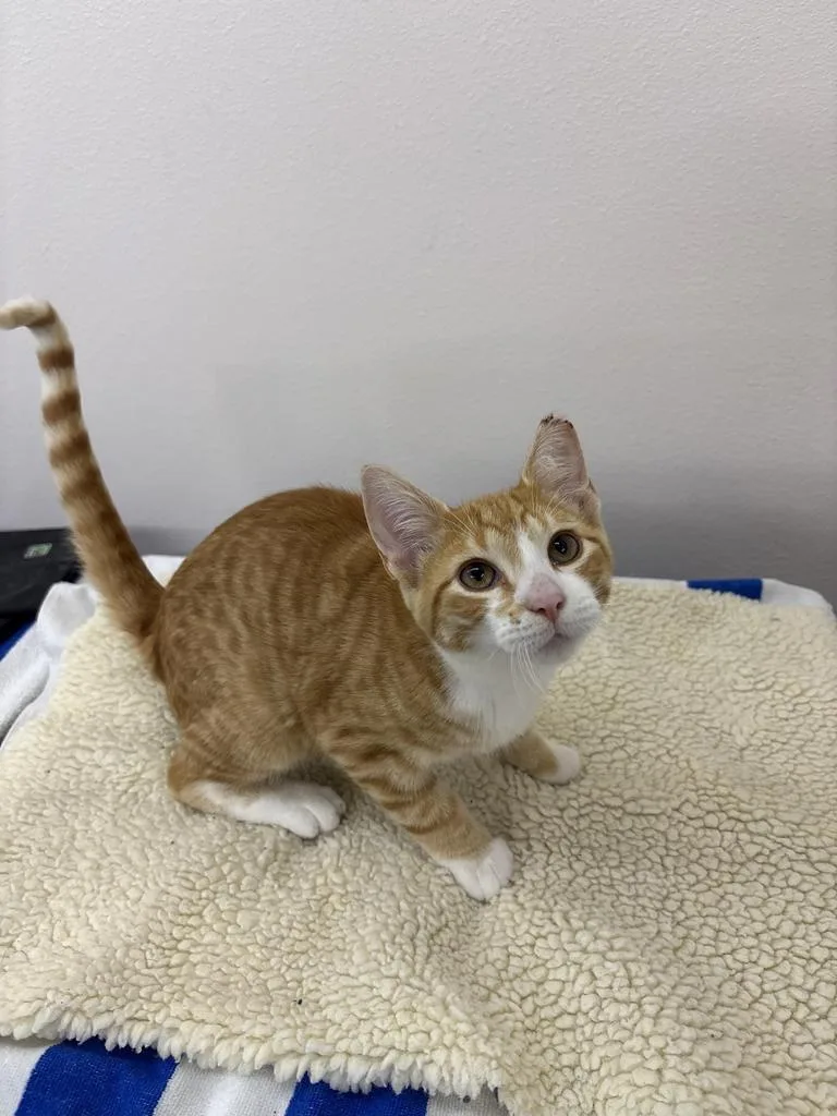 A young medium-sized male Domestic Short Hair cat named Cider for adoption in Black River Falls, WI