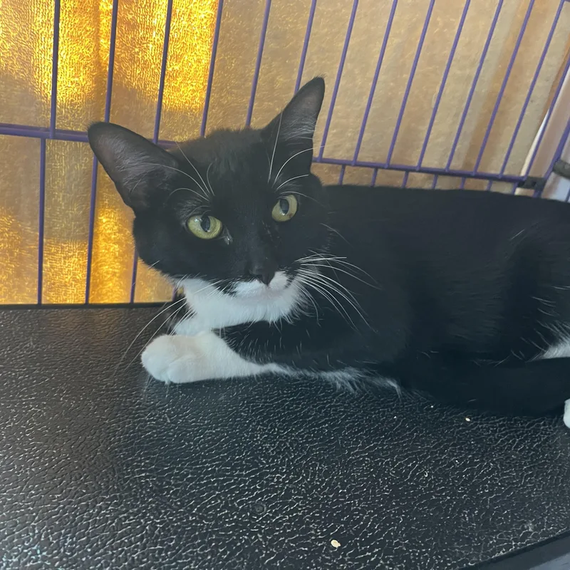 An adult medium-sized female Black & White / Tuxedo Domestic Short Hair cat named Felicia for adoption in Salisbury, MA