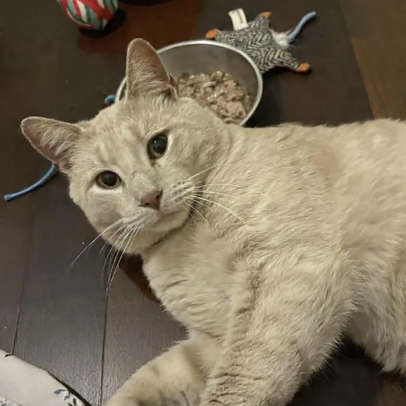 An adult medium-sized male Orange / Red Domestic Short Hair cat named Willoughby Tucker for adoption in Beaufort, SC